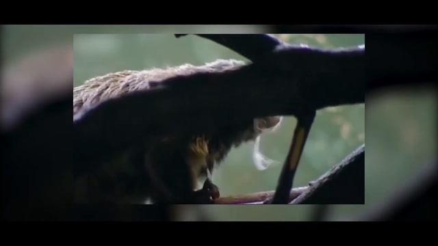 Emperor Tamarin • All You Need To Know About This Primate смотреть онлайн