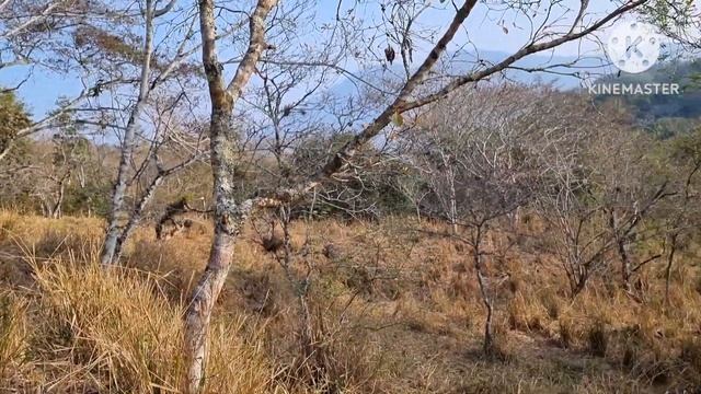El Pasto Mombasa En Tiempo De Seca