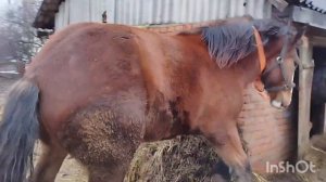 ЦЫГАНСКИЕ ЛОШАДИ🐎КОНЕМАТКИ ТЯЖЕЛОВОЗЫ👍 СУПЕР