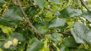 Главный медосбор! Цветение Липы.