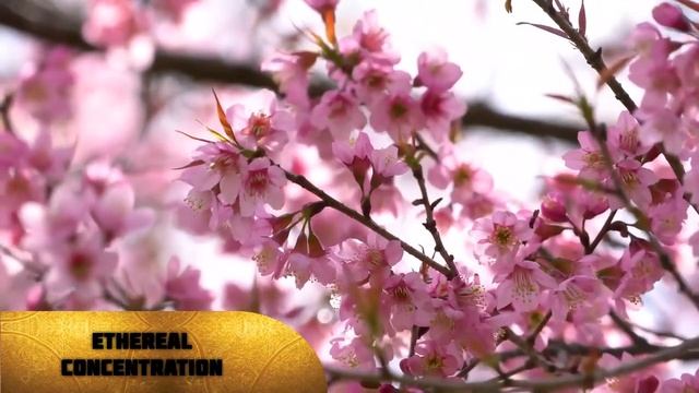 Minimalist Deep Focus Music Study Without Distractions 🪷 ✔️ Ethereal Concentration ✔️ смотреть онлайн