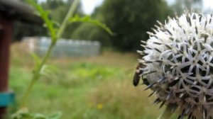 Супер медонос мордовник шароголовый. "Как цветет мордовник шароголовый"