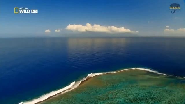 Wildlife Papua New Guinea - Exotic Animals | Wonderful Nature (Nat Geo) смотреть онлайн