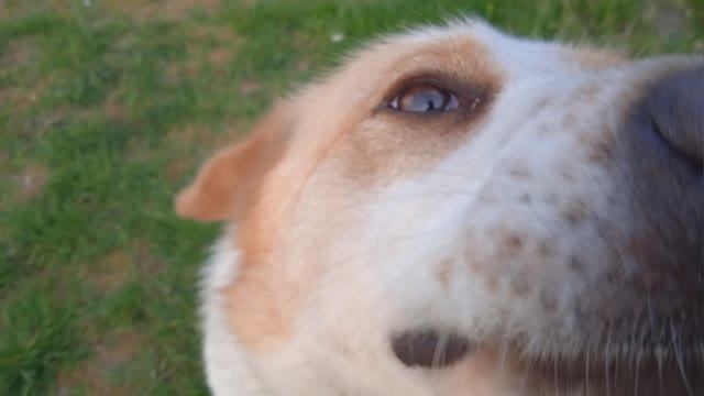 Любовь превыше всякой ВОЙНЫ смотреть онлайн