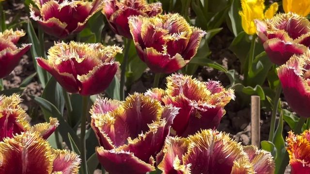 ТЮЛЬПАНЫ С НАЗВАНИЕМ СОРТОВ/ПАРАД ТЮЛЬПАНОВ в Крыму 6 апреля 2024 г. смотреть онлайн