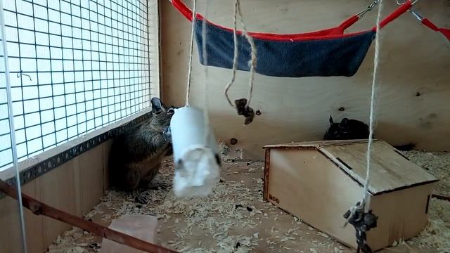 Спрятали хлопья. Жель не довольна. смотреть онлайн