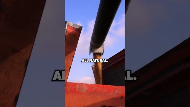 Special Diet for our Cows #farmtotable смотреть онлайн