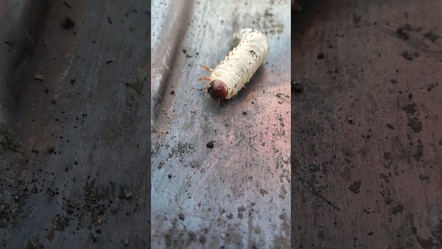 Красивый жучок смотреть онлайн