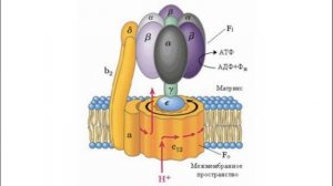 Что такое митохондрии и как они работают.