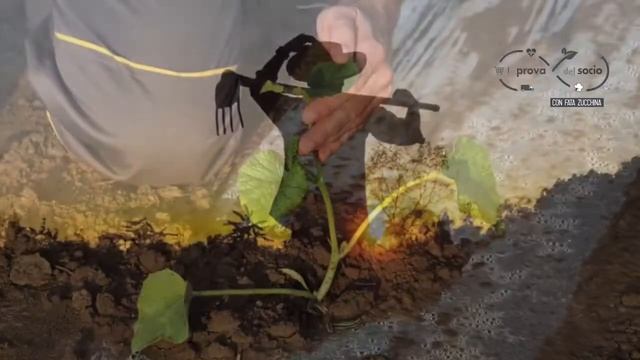 #ChiCercaProva...con FRANCESCA e ROBERTO NADALINI e il Melone Mantovano IGP смотреть онлайн