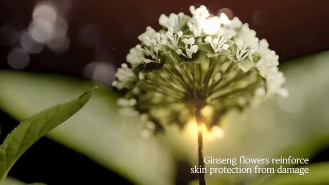 Sulwhasoo Concentrated Ginseng Renewing Cream | Sulwhasoo India смотреть онлайн