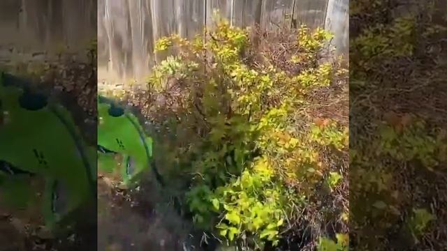 Pruning Spirea Bush смотреть онлайн
