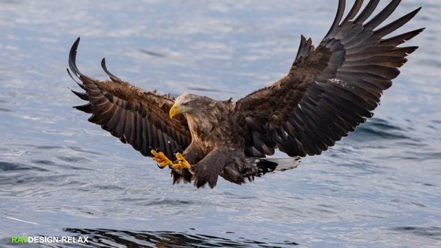 06 eagle 1 / RELAX / REST / MUSIK смотреть онлайн