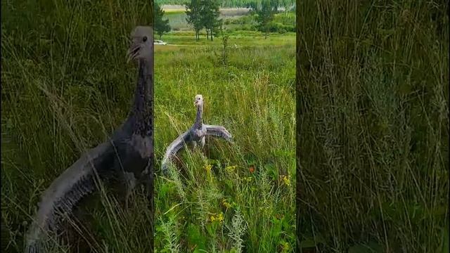 Птенец журавля часть 2 смотреть онлайн