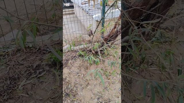 Сбылась моя маленькая мечта. Закрыла одну сторону внешнего вольера смотреть онлайн