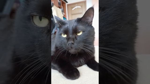Кот и его хозяин: смотреть онлайн