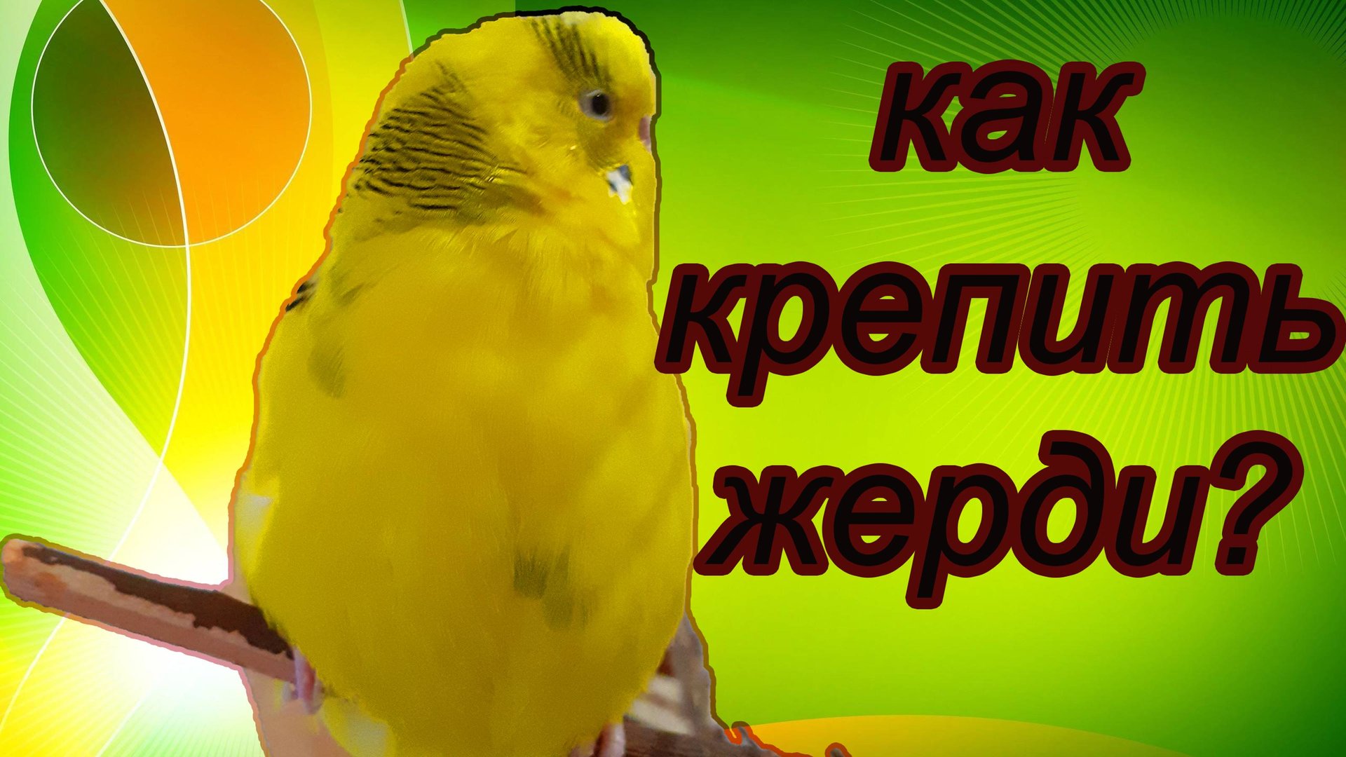 ЛАЙФХАК КАК КРЕПИТЬ ЖЕРДОЧКИ В КЛЕТКЕ У ПОПУГАЯ? смотреть онлайн