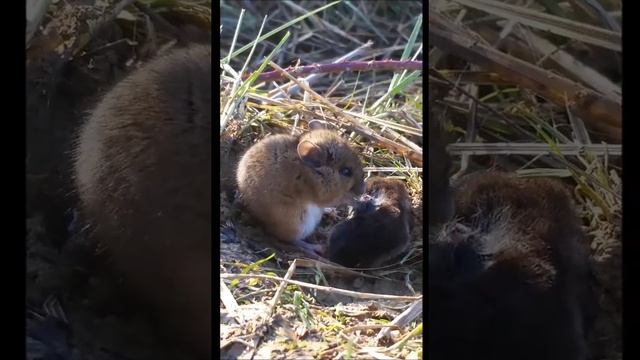 мышь ест крота смотреть онлайн