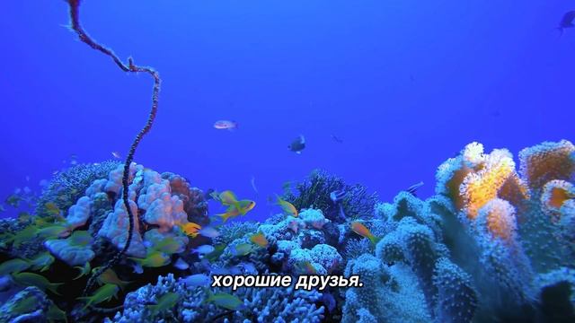 "Принятие помощи". 5 января. Мелоди Битти. Ежедневник для созависимых. смотреть онлайн