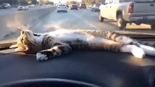 Самый счастливый кот в мире смотреть онлайн