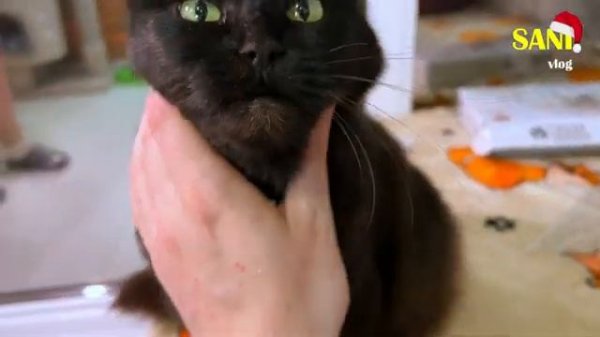 сани шоу новогодние подарки для всех наших домашних животных