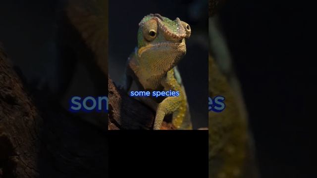 🦎 Chameleons of Madagascar 🌴 Nature's Marvels #chameleon #wildlife #animalfacts смотреть онлайн