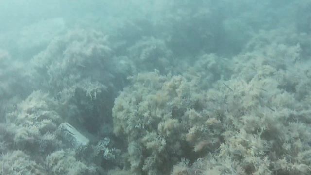 Большой Утриш: прогулка и подводный мир смотреть онлайн