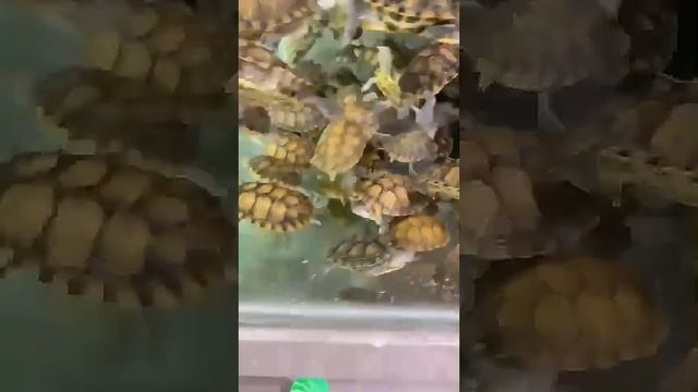 черепахи смотреть онлайн