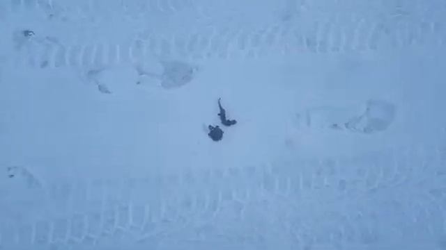 найдены зимой черепаха и ящерица смотреть онлайн