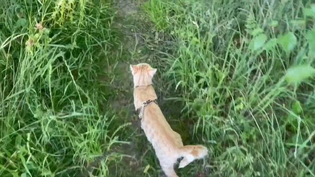 СУРОВЫЕ БУДНИ КОЛЕСНИКОВЫХ. БЕДНАЯ СОБАКА! смотреть онлайн