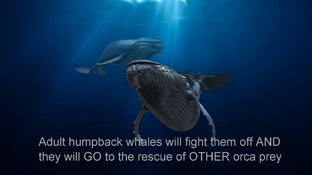 Humpback Whales Documentary: 40+ Amazing Facts
