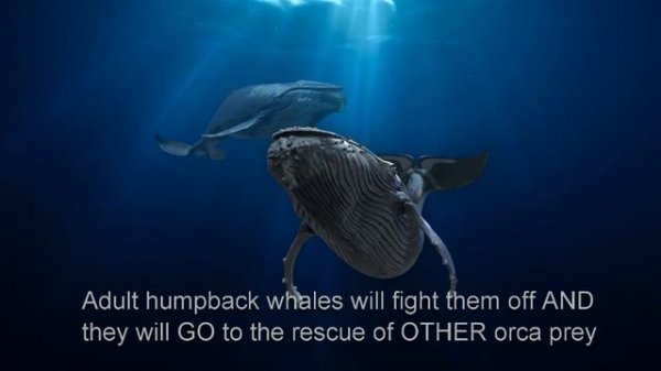 Humpback Whales Documentary: 40+ Amazing Facts