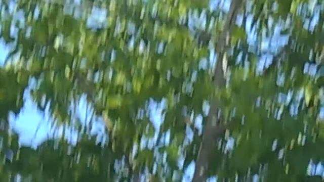 Птичка квакает?!:) смотреть онлайн