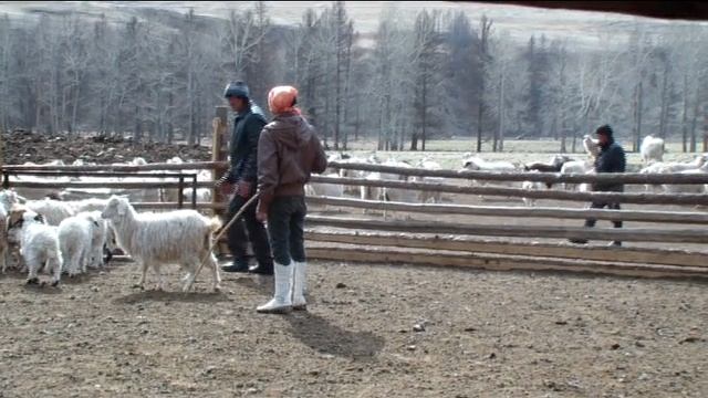 Тыва / Республика Тыва / Тоолайлыг