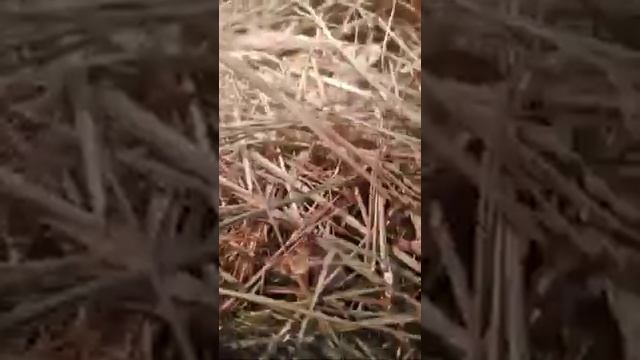 букаров лев и дымовира смотреть онлайн
