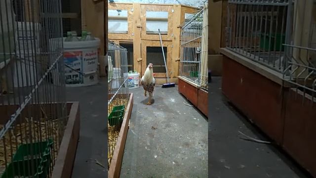 Йокогама очень красивые куры