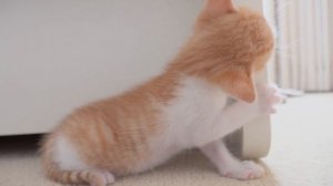 The New Cat Family! | Kittisaurus