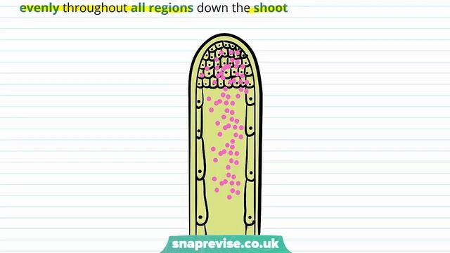 Plant Responses: Auxin in Phototropism and Geotropism | A-level Biology | OCR, AQA, Edexcel смотреть онлайн