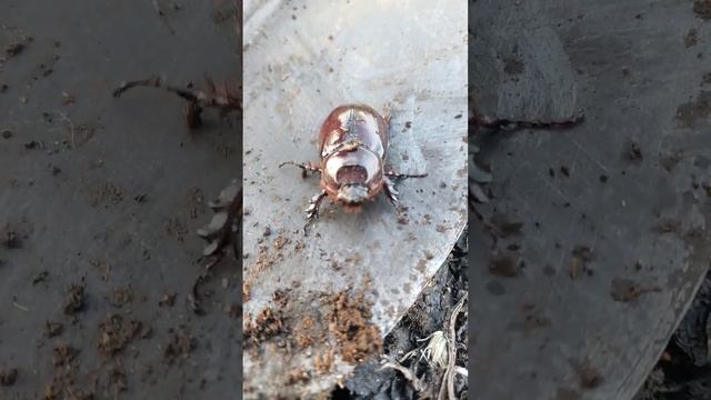 Супер жук смотреть онлайн