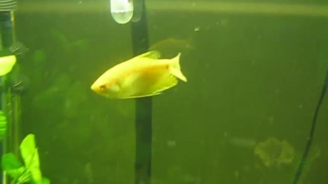 70 Gallon Bow Front Aquarium. смотреть онлайн