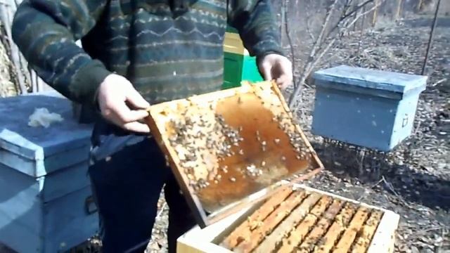 финал зимовки пчёл в ульях ппу на воле с сетчатым дном
