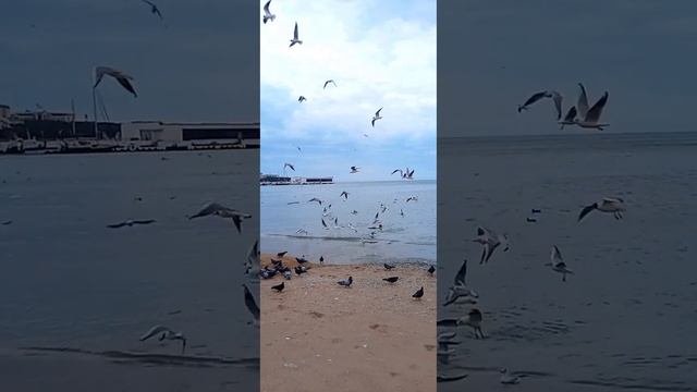 Глупые чайки #море #геленджик #blacksea #голодныечайки #птицы налетели смотреть онлайн