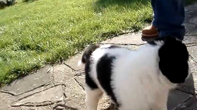 Ovcharka pups@4&half weeks смотреть онлайн