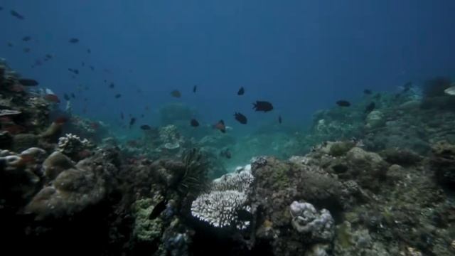 Testing Seafrogs Saltedline Underwater Camera Case смотреть онлайн