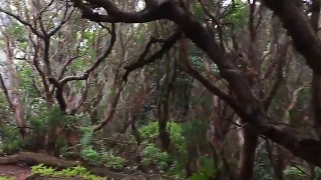 Успакаивающая музыка и приода. смотреть онлайн