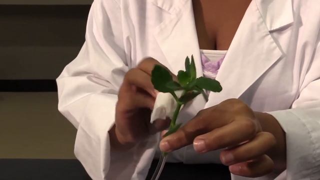 Transpiration Part 1 Setting up the Potometer смотреть онлайн