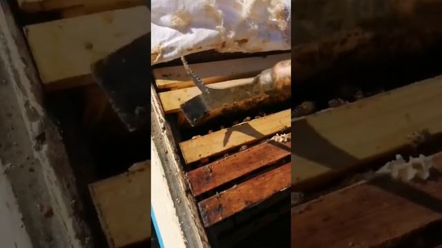 варианты работы пчеловодной стамеской для начинающих смотреть онлайн