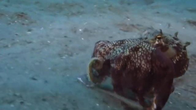 Amphioctopus marginatus gurita tercerdas di planet ini смотреть онлайн