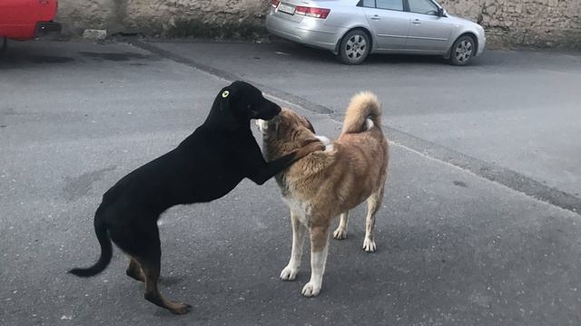 Свежо и РАДОСТНО ! Это жизнь, а не в душных помещениях❤, слушая пустых БОЛТУНОВ . смотреть онлайн