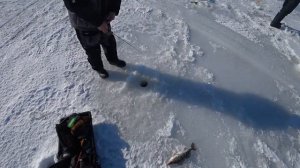 Рыбалка в начале Марта на Судака . Волга ,Сюкеево